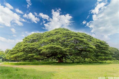 大樹木|世界で一番大きい木【巨木の世界記録!最も大きい木。